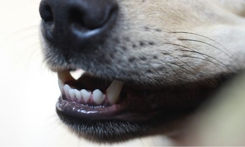  Healthy Dental Practices for Pets