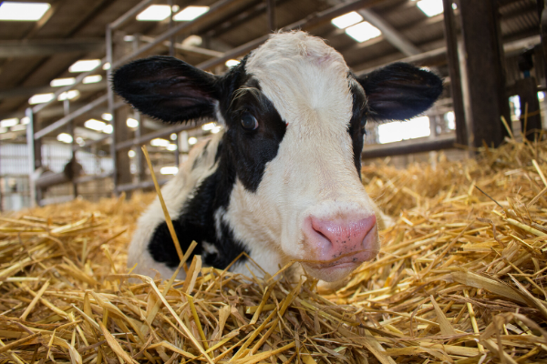 Caring for Newborn Calves