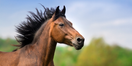 The Importance of Fats in Horse Nutrition