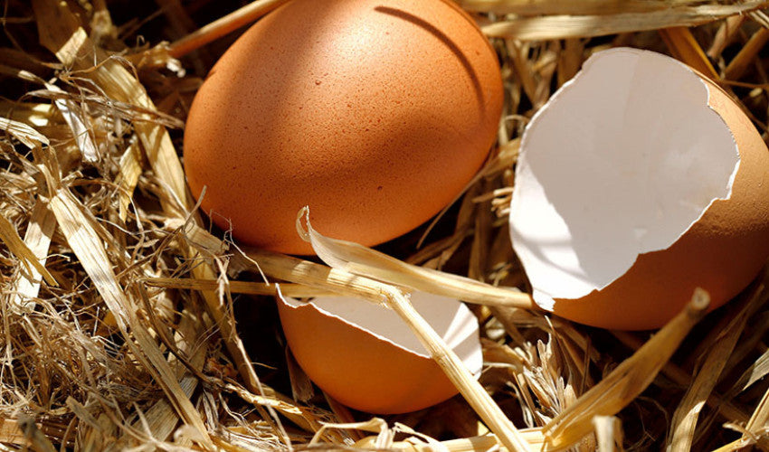 Why Am I Finding Broken Eggs?