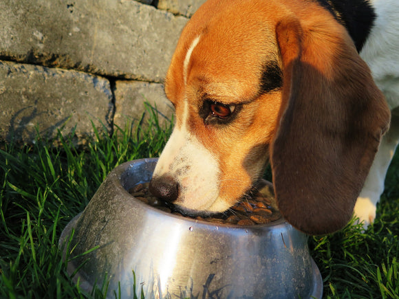 6 Reasons Why You Should Be Changing Your Pet’s Food