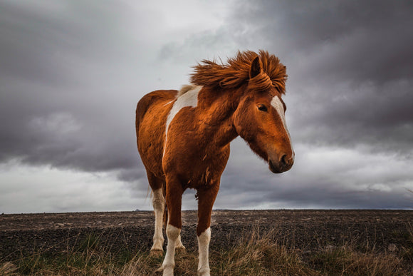 Caring for Your Horse's Hooves in Wet Conditions