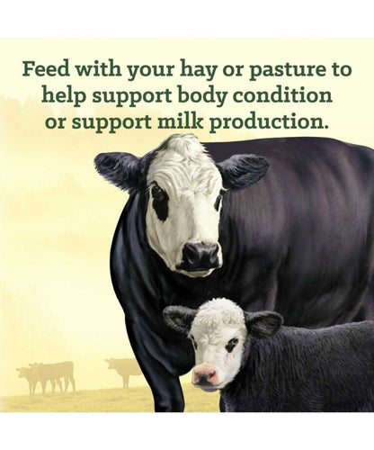 Nutrena 20% Cattle Cubes